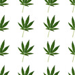 Hemp or cannabis leaf seamless pattern on white background. Top view, flat lay. Square composition