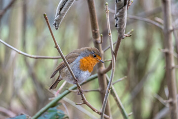 Wall Mural - Robin sitting on a tree branch