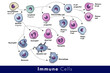 Cells of the Immune system. List of immune cells- dendritic, Mast, Neutrophil, Macrophage, Cell, Phagocytosis, Natural Killer, B, T, Eosinophil, Basophil, Endothelial, and Fibroblast. Body defense 
