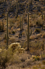 Saguaro Cactus (Carnegiea Gigantean) And Chain Fruit Cholla (Opuntia Fulgida), Organ Pipe Cactus National Monument, Arizona, USA