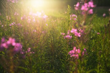 Wall Mural - Blooming pink wildflowers (Chamaenerion angustifolium) on a green country field, close-up. Natural floral background. Summer rural scene. Nature, botany, agriculture, gardening, alternative medicine