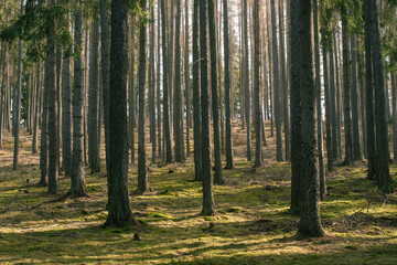 Naklejka na meble Czech classic coniferous forest in the spring