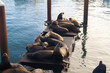 Newport, Oregon, USA, June 10, 2020. Newport Sea Lion Docks.
Sea lions on a pantone.