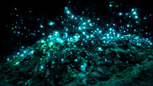 New Zealand's Bioluminiscent Glow Worms In A Dark Cave