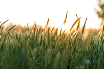 Wall Mural - Soft focus Close-Up of many stems with spikelets of wild grass on sunset copy space. Green Summer Grass Meadow With Bright Sunlight. Sunny Spring Background. nature, ecology, farming, wildlife concept