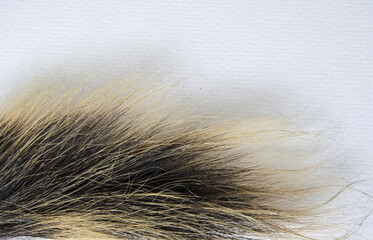  Black and brown wools of tree shrew' tail on white floor