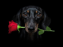 Valentines Dog With Rose In Mouth