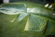 © EZ PHOTOS - Close up abstract detail of a banana tree leaf of similar plant. Out of focus green grass background. Tropical paradise summer.