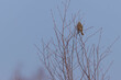 Dziki ptak skowronek polny siedzący na gałęzi.