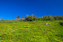 An Upward View Of A Bright Blue Sky. There's A Rocky Hill Covered In Green Shrubs, Moss And Lichen Coverings. The Mountain Ridge Is Rough Terrain With Green Ground Coverings. Trees Are At The Top.