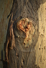 Close-up Of Burl On Eucalyptus Tree Trunk