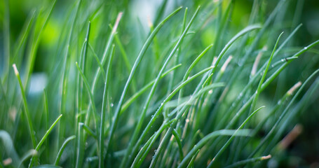 Canvas Print - Onion Flower Stem in home garden