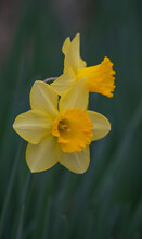 Two Yellow Daffodils