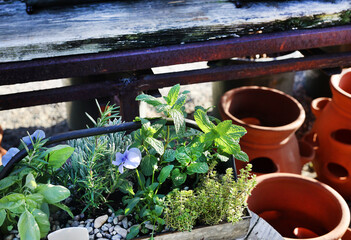 Canvas Print - potted pansies 