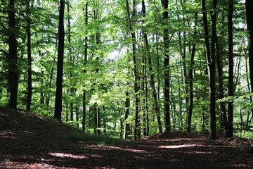 Naklejka na meble Wald Sommerwald Buchenwald Buchen Licht Sonne Bäume Wandern Wanderweg