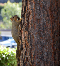 Squirrel Climbing A Tree Trunk While Snacking
