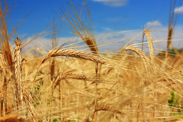 Golden ears of wheat on the field