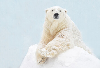 Wall Mural - polar bear in the snow