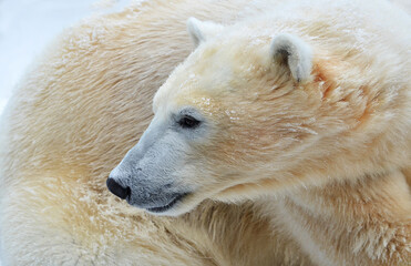 Wall Mural - polar bear cub