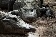 Two Alligators Resting Resting In Mud