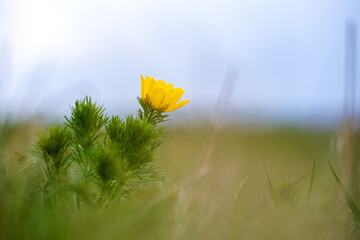 Close up of small yellow wild flower blooming in green spring field.