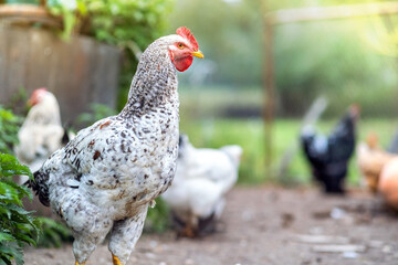 Closeup of domestic chicken feeding on traditional rural barnyard. Hens on barn yard in eco farm. Free range poultry farming concept.