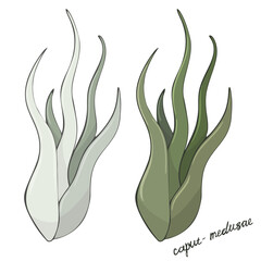 Wall Mural - Image of Tillandsia Air Plant, hand drawn. Floristic vector illustration isolated on white background.