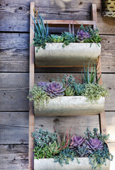 Sticker - ladder with succulents 