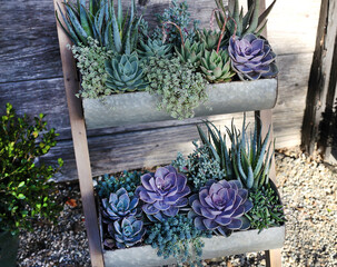 Wall Mural - succulent ladder 