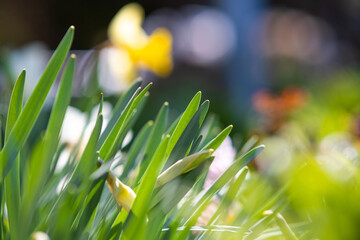 Wall Mural - Closeup of green grass stems on summer lawn.