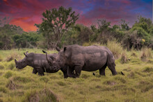 White Rhinoceros (Ceratotherium Simum) With Calf In Natural Habitat, South Africa