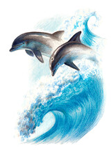 Color Drawing: Two Dolphins On A Wave. Watercolor Pencils