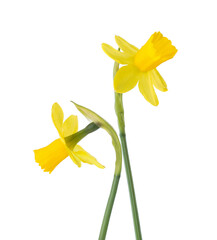 Poster - Two small flowers of  Daffodil (Narcissus) isolated on white background.