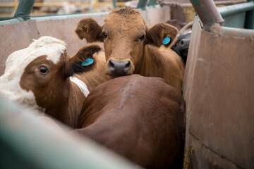 Feedlot cattle in a chute 2