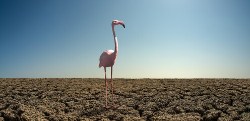 Wall Mural - pink wild flamingo in severe drought desert