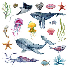Set Of Watercolor Illustration Of Marine Life