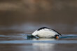 Male golden eye duck dives into Lake Constance