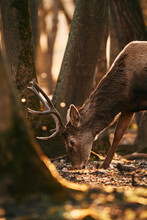 Red Deer Buck Grazing In The Woods