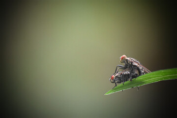 two flies on leaf