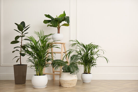 different beautiful indoor plants in room. house decoration
