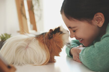 Happy Little Girl With Guinea Pig At Home. Childhood Pet