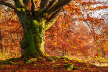 Mighty Beech Tree Covered By Moss With Orange Leaves In Autumn