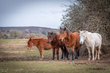 Herd Of New Forest Ponies 