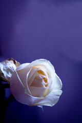 Poster - Yellow rose bud on dark background