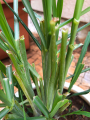 Wall Mural - close up of lemon grass plant 