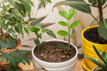 Different Houseplants. Young Little Plant Zamiokulkas In Pot Close Up. Growing Indoor Homeplant