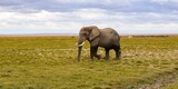 Fototapeta Sawanna - view of elephant in amboseli national park