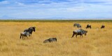 Fototapeta Sawanna - group of wildebeests in amboseli national park