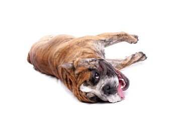 Sticker - English Bulldog 3