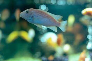 Wall Mural - Aquarium fish cichlid in the aquarium. Home breeding